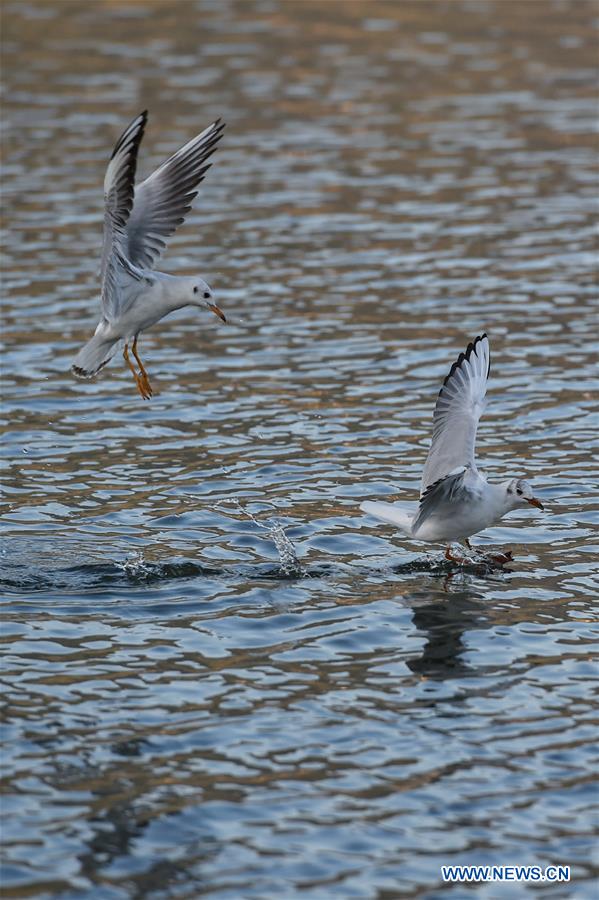 CHINA-YUNNAN-KUNMING-BLACK-HEADED GULLS (CN)