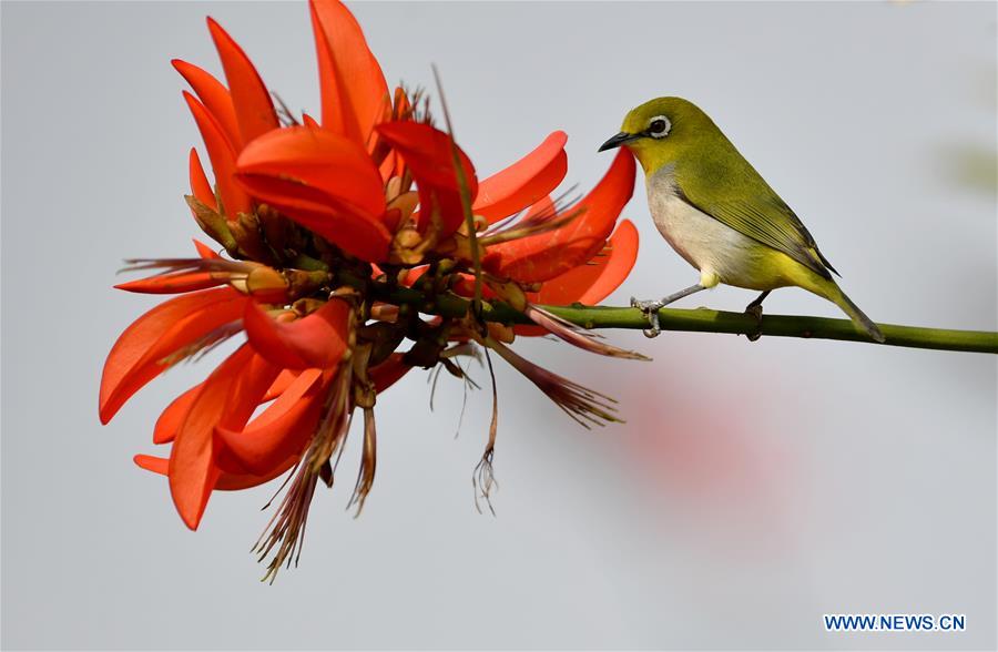 CHINA-FUJIAN-CHANGLE-ESTUARINE WETLANDS-BIRDS (CN)