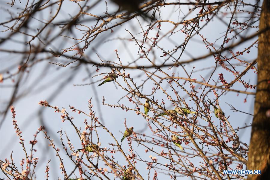 ITALY-ROME-SPRING-SCENERY