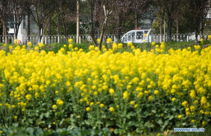 CHINA-HUBEI-WUHAN-SPRING SCENERY (CN)