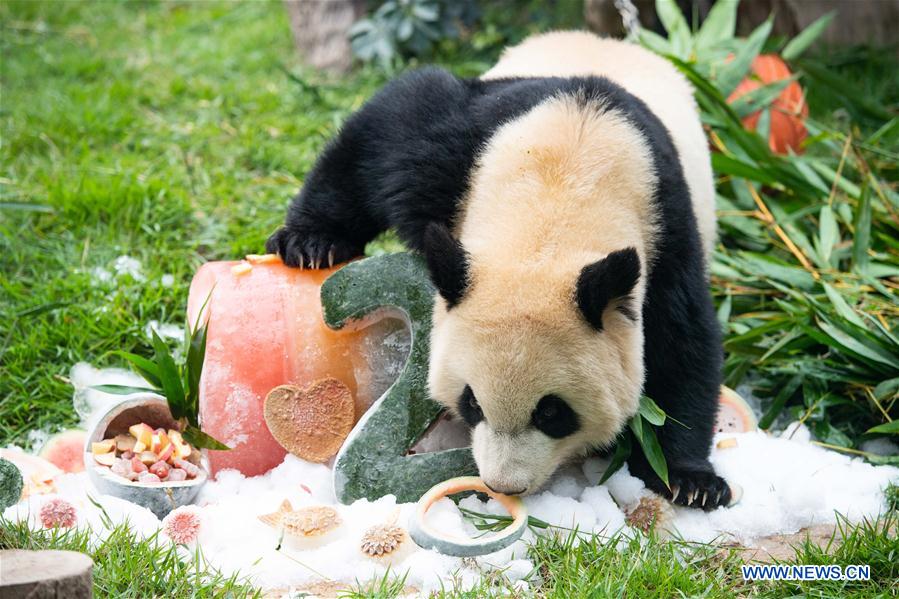 CHINA-MACAO-GIANT PANDA-BIRTHDAY (CN)