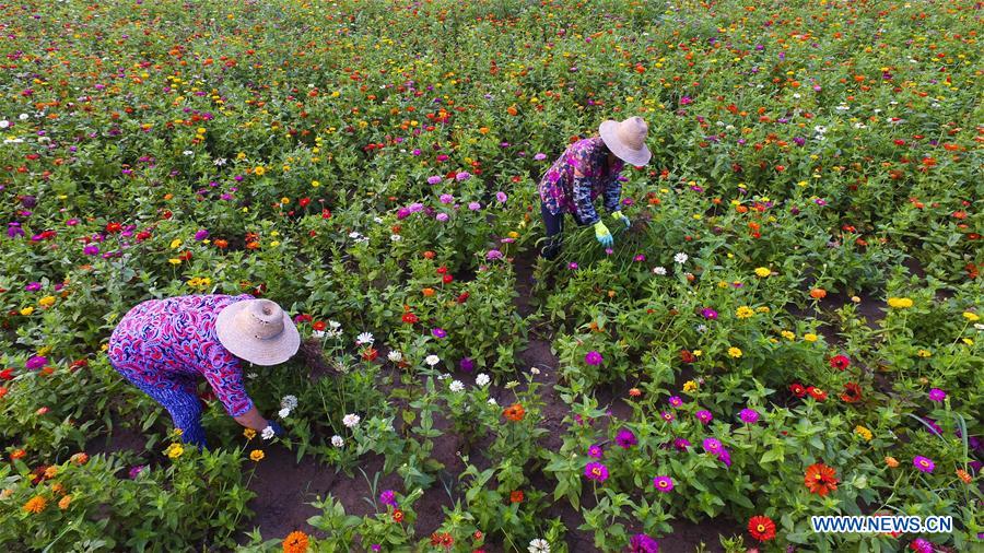 #CHINA-AGRICULTURE-FARMING (CN)