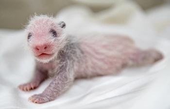 In pics: 11-day-old giant panda cub in Guangzhou, south China