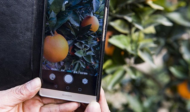 E-commerce firms help increase navel orange sales in Zigui County, central China