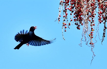 Black bulbul seen at Fuzhou National Forest Park, SE China's Fujian