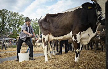 Appenzell Cattle Show held in Switzerland