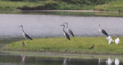 江西鄱阳湖夏候鸟开始南迁